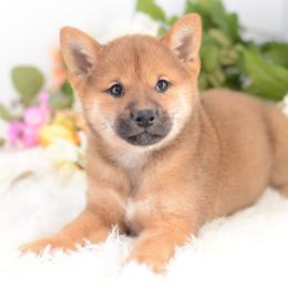 Yoshiko - Red female Shiba Inu puppy in Neosho, Missouri from Sunny Terrace Shibas