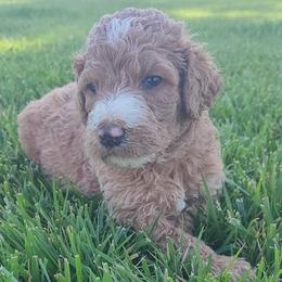 Brownie (Brown Collar) - Apricot male Goldendoodle puppy in Lincoln, California from Lincoln Goldendoodles