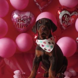 Doberman Pinscher and Labrador Retriever Puppies from GFDutton Retrievers & Dalla Grazia Dobermans