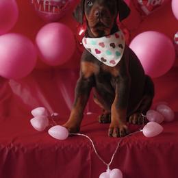 Doberman Pinscher and Labrador Retriever Puppies from GFDutton Retrievers & Dalla Grazia Dobermans