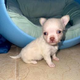 Icing - Cream and white male Chihuahua puppy in Naples, Florida from Naples Tiny Dogs