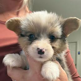 Full fluffy Eliza - Blue merle and white female American Corgi puppy in Decatur, Texas from Bar S Corgis