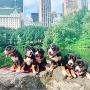 Entlebucher Mountain Dog Puppies from Dyberry Creek Farm