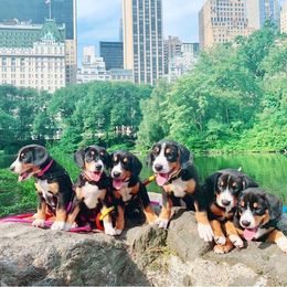 Entlebucher Mountain Dog Puppies from Dyberry Creek Farm