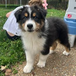 Brooks - Black tri-color male Australian Shepherd puppy in Anniston, Alabama from All Hale Aussies