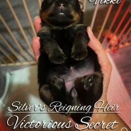 Pomeranian Puppies from Silver’s Reigning Heir Poms