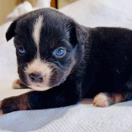 Bell - Black tri female Miniature Australian Shepherd puppy in Dillwyn, Virginia from Sand Creek Toy and Mini aussies