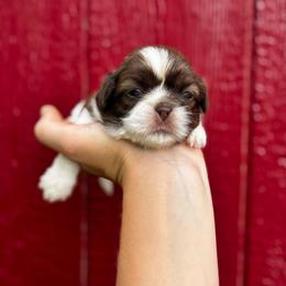 Finn - Liver and white male Shih Tzu puppy in Clinton, Tennessee from Southland’s Shih Tzus
