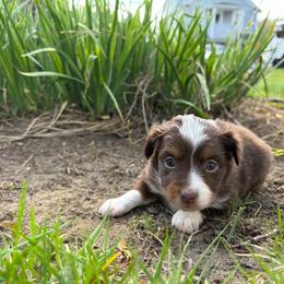 Lizzy - Red tri-color female Miniature American Shepherd puppy in Terryville, Connecticut from Spirited Aussies