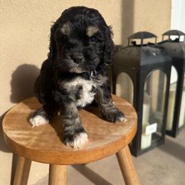 Kit Kat - Black white and tan female Cockapoo puppy in Tucson, Arizona from Desert Puppies