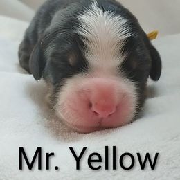 Mr. Yellow - Black rust and white male Bernese Mountain Dog puppy in Weatherly, Pennsylvania from RC Farm