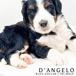 D'Angelo - male Australian Mountain Doodle puppy in Tipton, Indiana from Country Creek Doodles