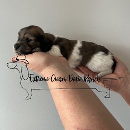 Dachshund Puppies from Extreme Cream Doxie Ranch