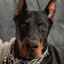 Kimber - Doberman Pinscher