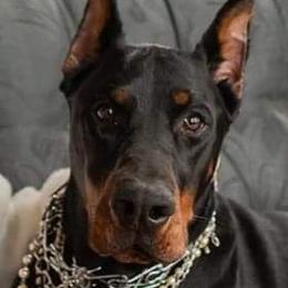 Kimber - Doberman Pinscher
