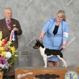 Trip - Rat Terrier