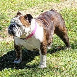 ROXIE - Bulldog