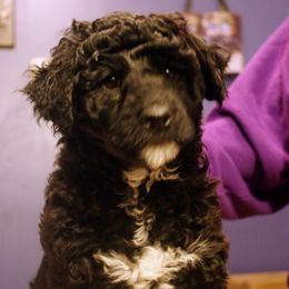 Amelia - Portuguese Water Dog