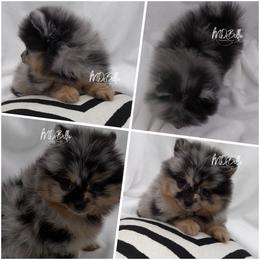 Domino - Blue merle male Pomeranian puppy in Houston, Texas from MD Bella Pomeranian