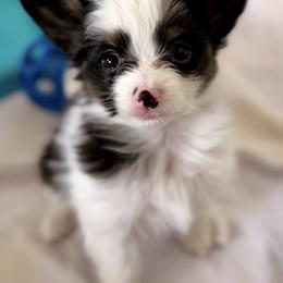 Papillon Puppies from Cloud Papillon