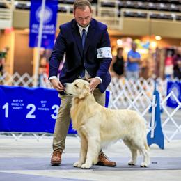 Golden Retriever Puppies from Canyon Ridge Goldens