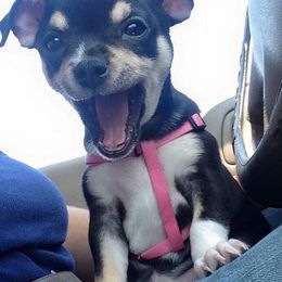 Chihuahua Puppies from Blue Diamond Chihuahua’s