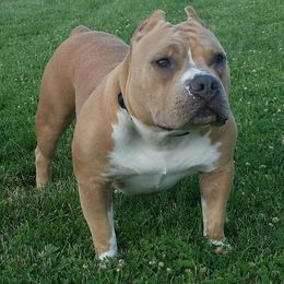 Ruger - American Bully