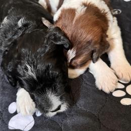 Bernedoodle, Cockapoo, and Goldendoodle Puppies from Avery Doodle Day LLC