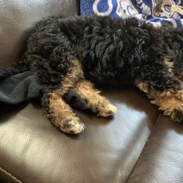 Bernedoodle Puppies from Mini Bernedoodle Babies- Indiana