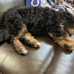 Bernedoodle Puppies from Mini Bernedoodle Babies- Indiana