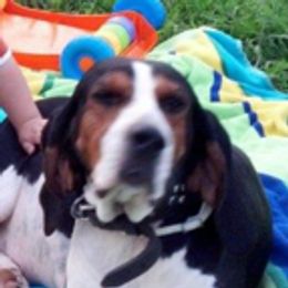 Australian Shepherds and Treeing Walker Coonhounds from Bluegrass BET Aussie’s