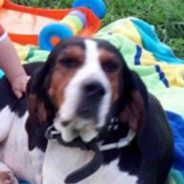 Australian Shepherds and Treeing Walker Coonhounds from Bluegrass BET Aussie’s