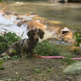 Nestlé - Chocolate and cream female Dachshund puppy in Morristown, Tennessee from Hillside Hounds