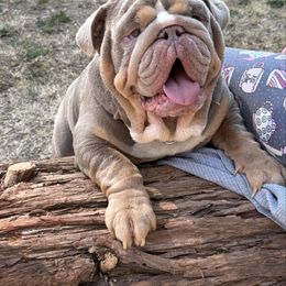 Vinny - Bulldog