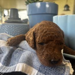Purple Collar - Female - Chocolate female Goldendoodle puppy in Eunice, Louisiana from Maison De Pawz