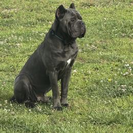 Kreacher - Cane Corso