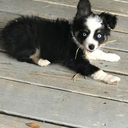 Toy Australian Shepherd All Grown Up from The Ranch of the Sun Toy Aussies