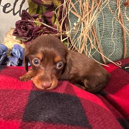 Long hair chocolate and tan female - Chocolate and tan female Dachshund puppy in Vineland, New Jersey from Corgis at the Jersey Shore/Frenchie Connection