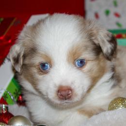 German Shepherds and Miniature Australian Shepherds from Taylor Pevehouse
