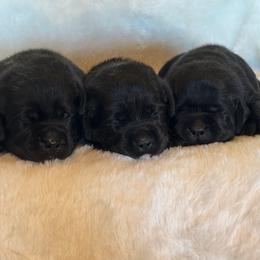 Girl 3 - Black female Labrador Retriever puppy in Beavercreek, Oregon from Sweetwater Spring Labradors
