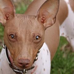 American Hairless Terriers from New Hope Kennel