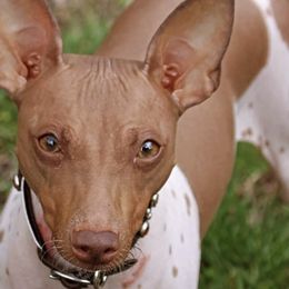 American Hairless Terriers from New Hope Kennel