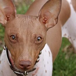 American Hairless Terriers from New Hope Kennel