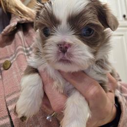 Joey - Lilac male Shih Tzu puppy in Carrollton, Ohio from Becker Hollow