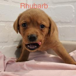 Rhubarb - Yellow male Labrador Retriever puppy in Tomahawk, Wisconsin from Mahner Labs