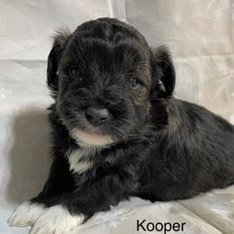 Kooper - Black and white male Aussiedoodle puppy in Lebanon, Missouri from Cobbs Creek Canines