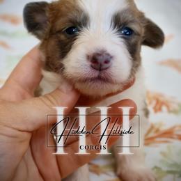 Bluie Sable Fluff Girl Tail - Blue female Pembroke Welsh Corgi puppy in Locust Grove, Oklahoma from Hidden Hillsides Corgis