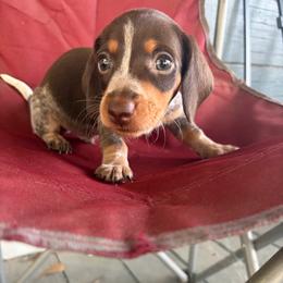 Benny - Piebald male Dachshund puppy in Conroe, Texas from Dots Dachshunds