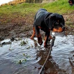 Rottweiler Puppies from C&C Royal Rottweilers