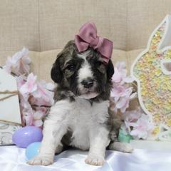 Aurora - White and black female Bordoodle puppy in Ashland, Ohio from Cherry Blossom Doodles